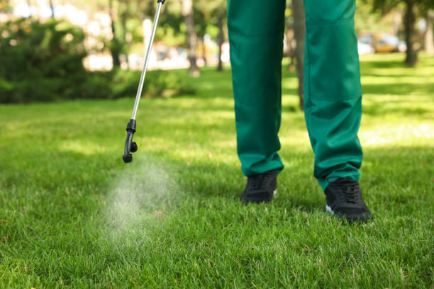 Best Wasp Removal Services  in Belle, MO