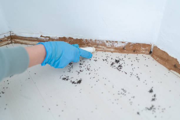 Best Best Pest Control Companies  in Belle, MO